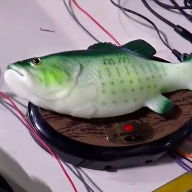 Achigans en caoutchouc sur une plaque de bois comme un trophée de pêche.